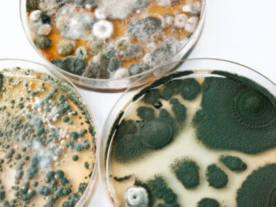 Petri dishes with mold on white surface, selective focus.