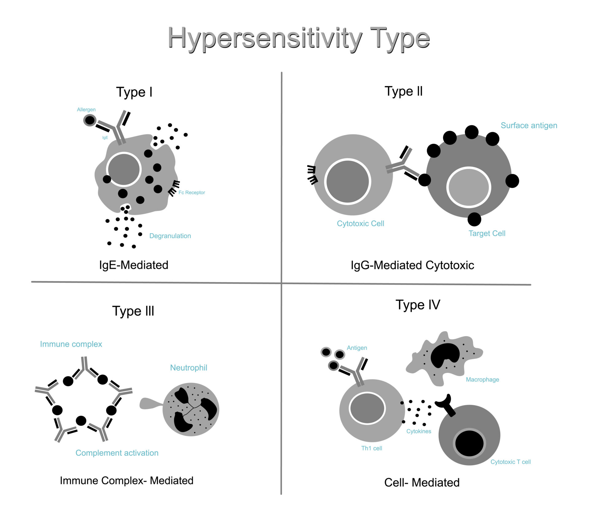 The Classification of Hypersensitivity Type that represents 4 types of allergic reactions: IgE-Mediated (I), IgG-Mediated Cytokines ( II), Immune complexes-mediated (III), and cell-mediated (IV).
