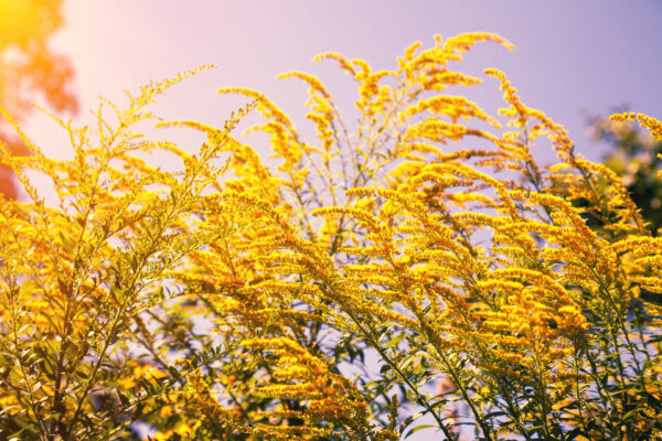Image of lots of ragweed growing together. Picture taken just before sunset.